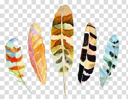 , five assorted-colored feathers transparent background PNG clipart