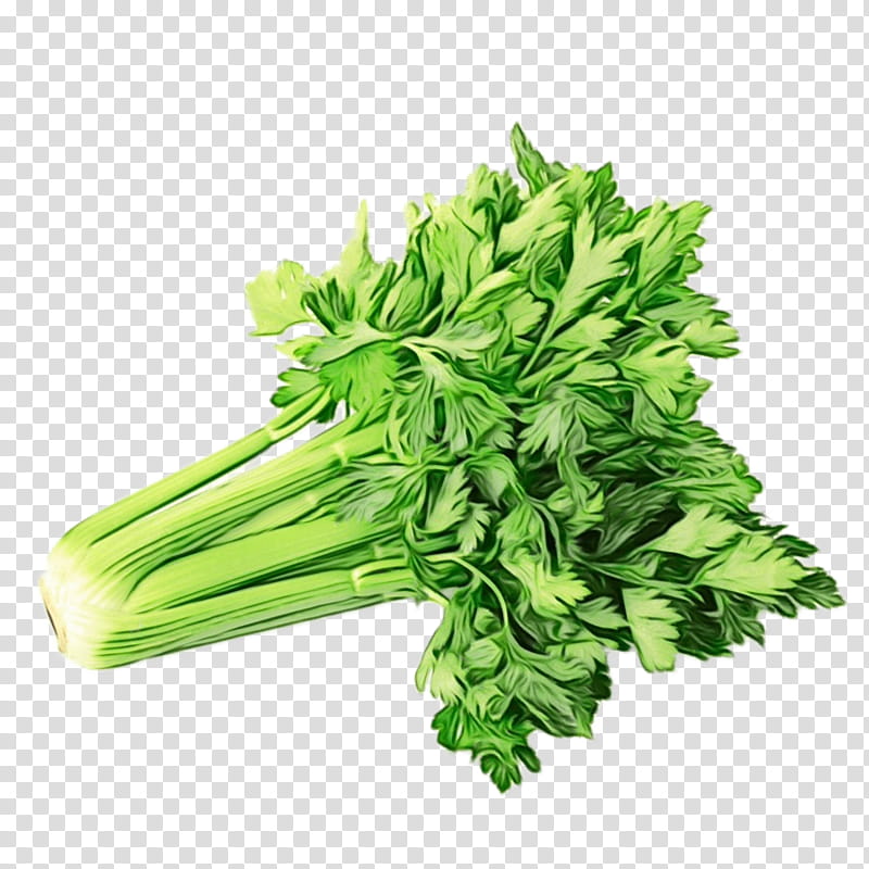 Green Leaf, Vegetable, Food, Parsley, Coriander, Chinese Cabbage, Celeriac, Cooking transparent background PNG clipart