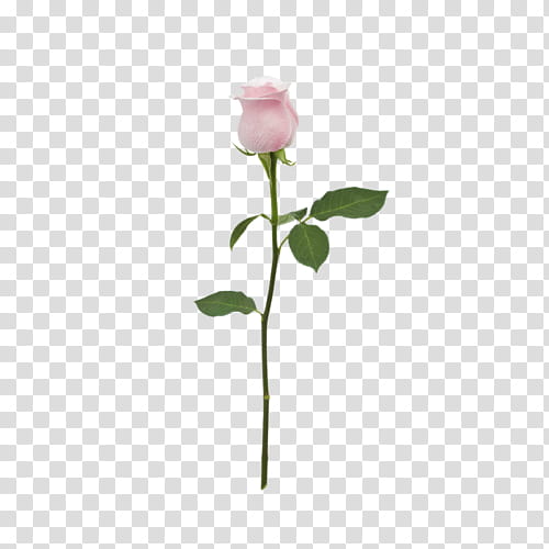 FLOWERS , pink rose transparent background PNG clipart