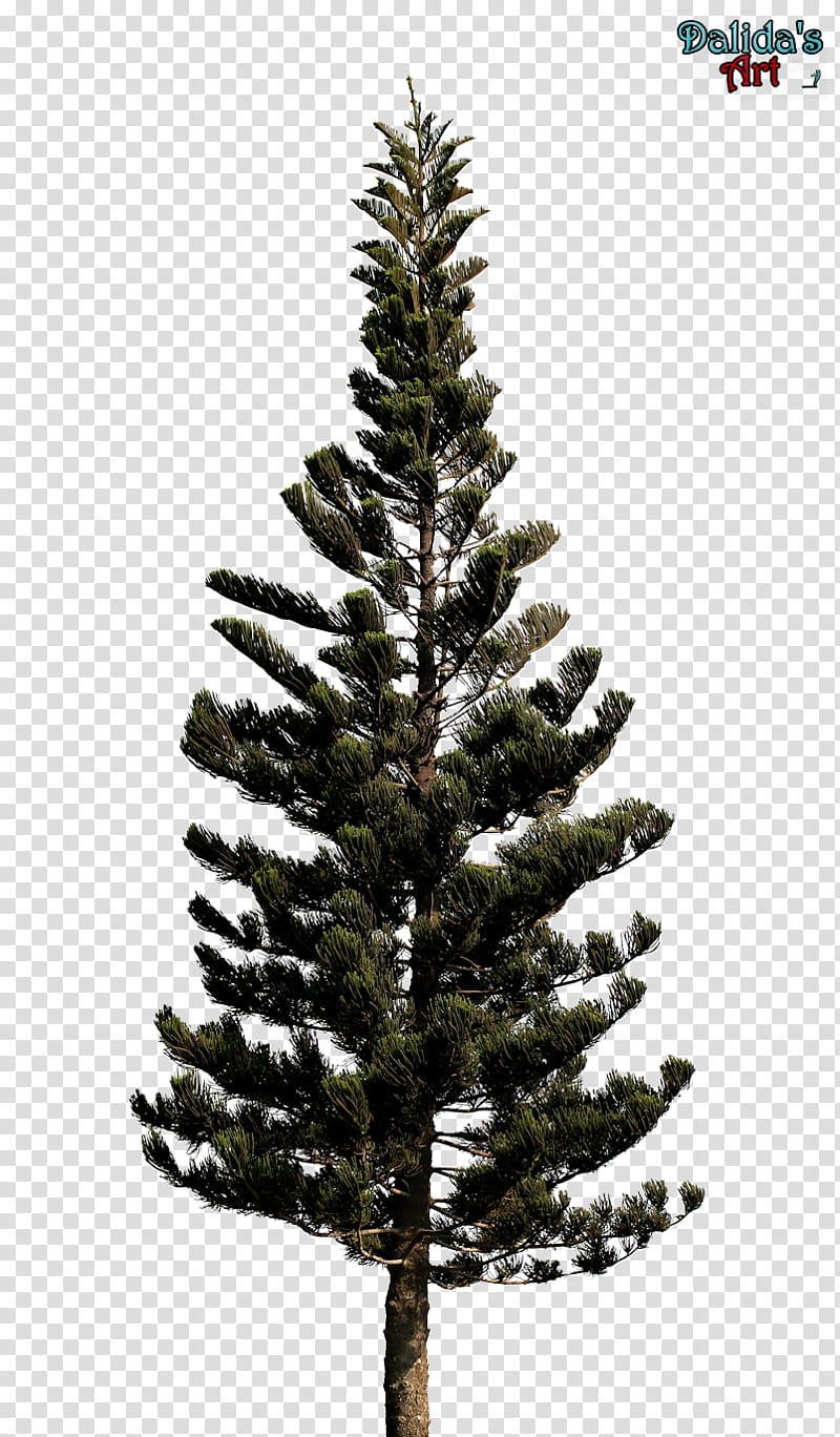Fresh pine trees transparent background PNG clipart