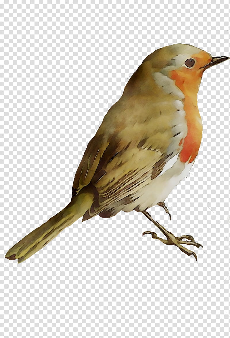 Robin Bird, European Robin, Montpellier, House Sparrow, Sense, Animal, American Sparrows, Tool transparent background PNG clipart