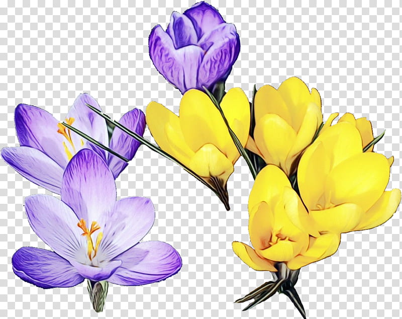 flower cretan crocus crocus plant tommie crocus, Watercolor, Paint, Wet Ink, Petal, Spring Crocus, Snow Crocus, Saffron Crocus transparent background PNG clipart