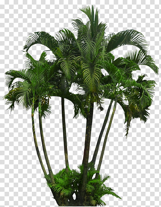 Palm Tree, Tropics, Tropical Vegetation, Plants, Areca Palm, Tropical Rainforest, Subtropics, Cycad transparent background PNG clipart