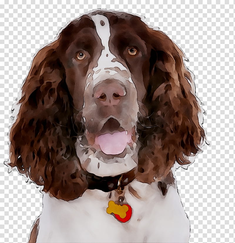 Dog, English Springer Spaniel, Field Spaniel, Welsh Springer Spaniel, Boykin Spaniel, Sussex Spaniel, English Cocker Spaniel, Russian Spaniel transparent background PNG clipart