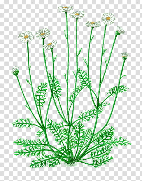 Flowers, Pyrethrum, Dalmatian Pellitory, Chrysanthemum, Pyrethrin, Plant Stem, Leaf, Oxeye Daisy transparent background PNG clipart