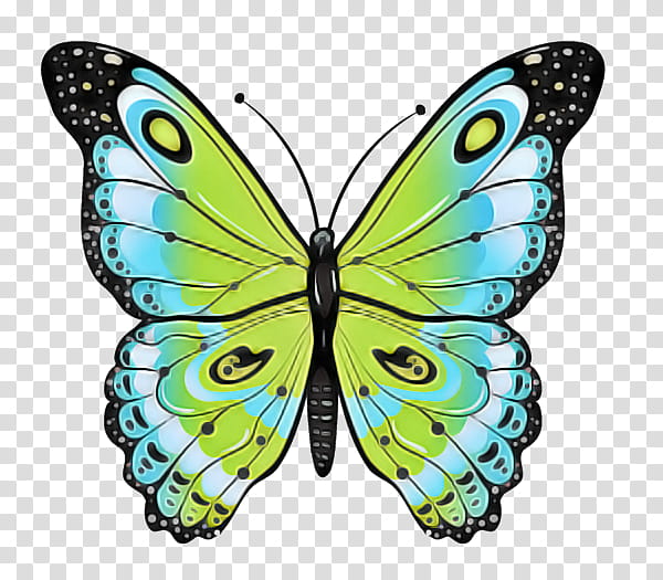 moths and butterflies butterfly insect cynthia (subgenus) pollinator, Cynthia Subgenus, Brushfooted Butterfly, Symmetry, Wing transparent background PNG clipart