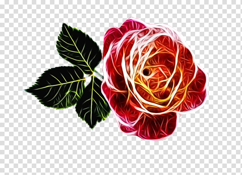 Red Watercolor Flowers, Paint, Wet Ink, Garden Roses, Cabbage Rose, Cut Flowers, Floral Design, Flower Bouquet transparent background PNG clipart