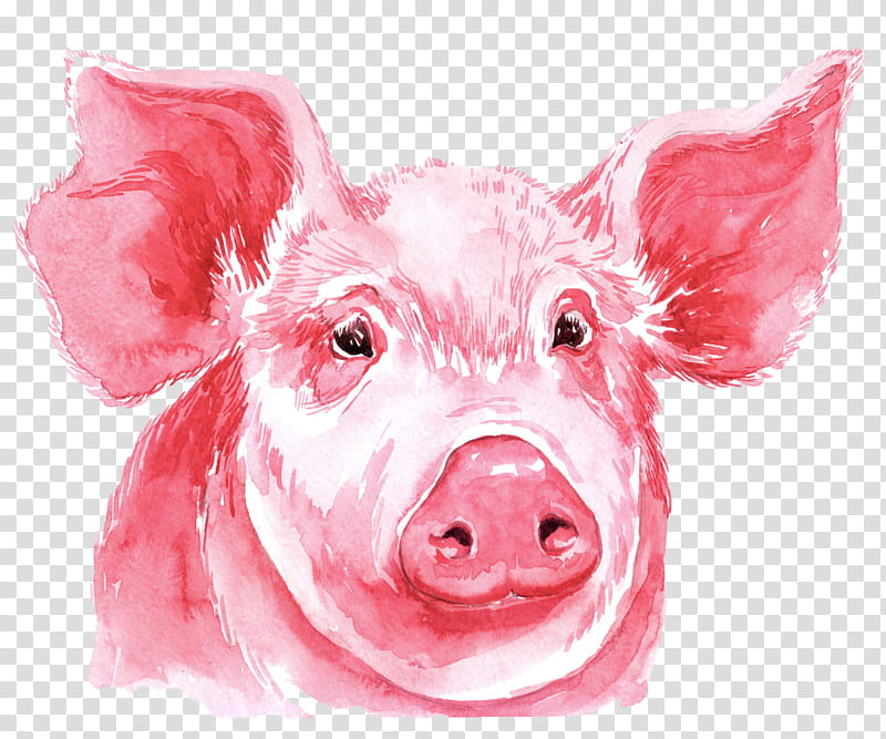 pink suidae nose snout live, Watercolor Pig, Live, Drawing transparent background PNG clipart