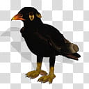 Spore creature Common Hill Myna, black hawk transparent background PNG clipart