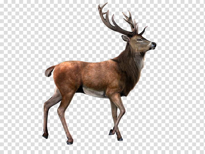 Deer   , brown deer illustration transparent background PNG clipart
