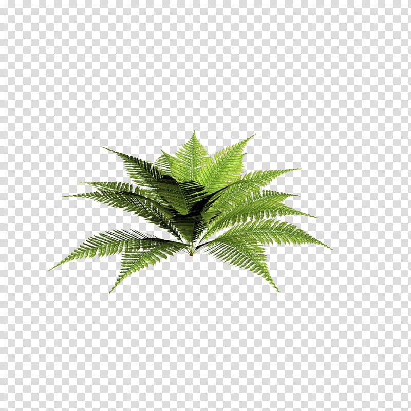 naturaleza, green fern plant transparent background PNG clipart
