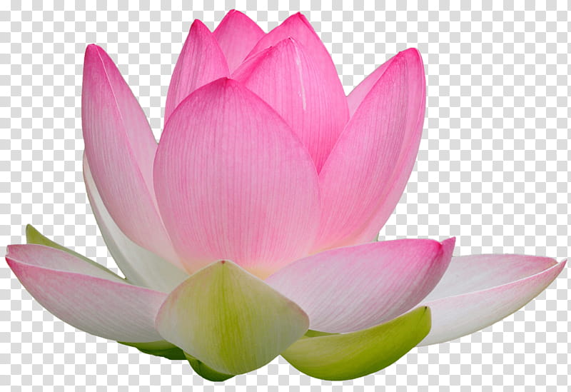 Pink Flower, Nymphaea Nelumbo, Falun Gong, Canvas, Reflet, Guarantee, Aquatic Plants, Dharmachakra transparent background PNG clipart