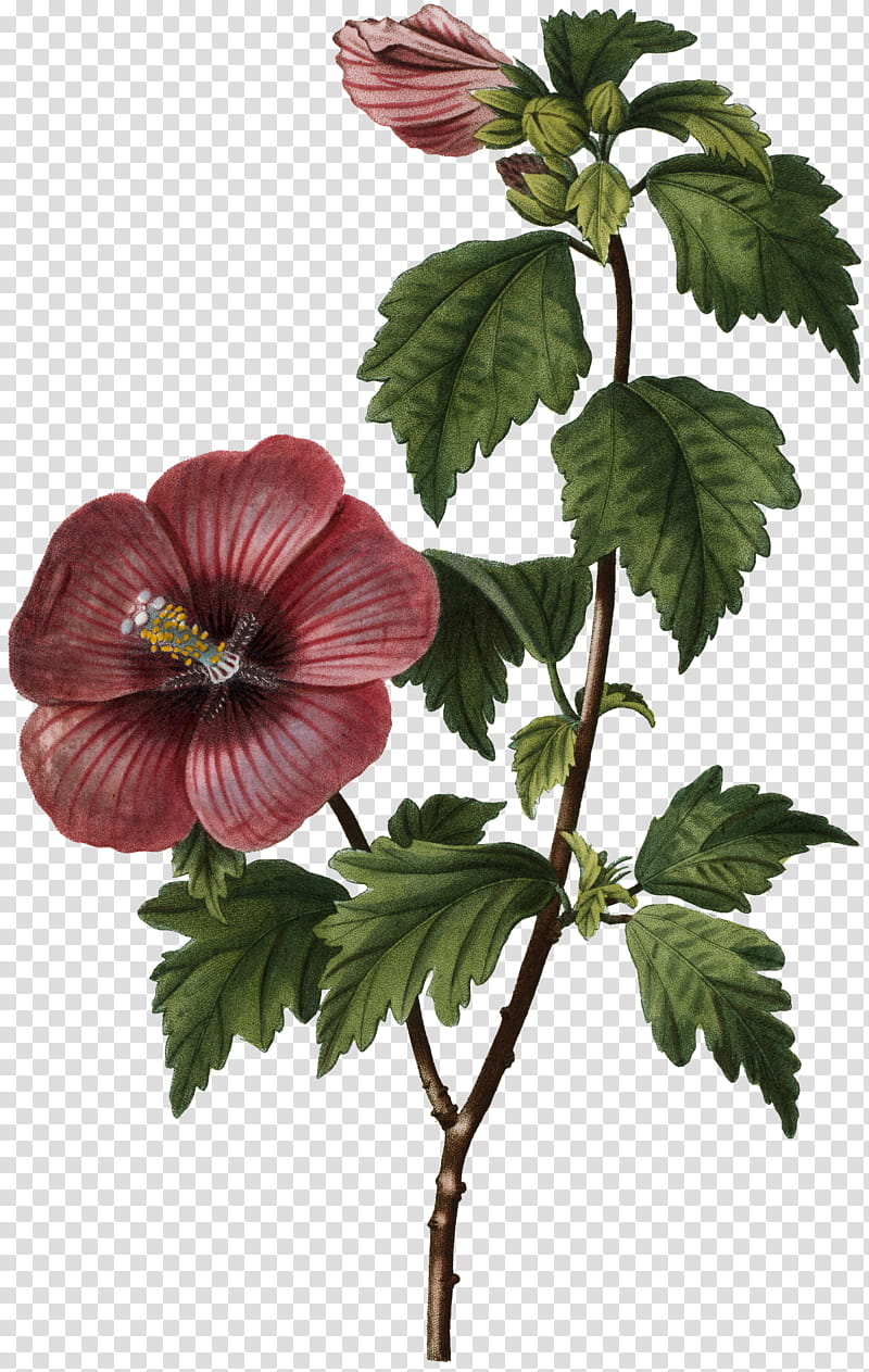 Family Tree, Common Hibiscus, Shoeblackplant, French Rose, , Art, Mallows, Shrub transparent background PNG clipart