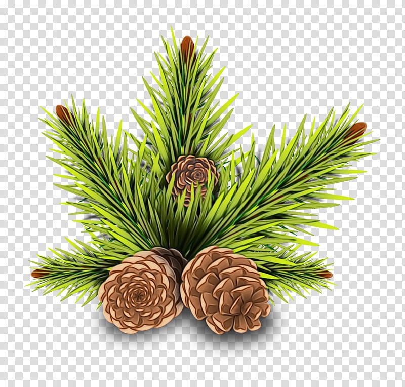 Conifer cone Conifers Stone pine Tree Balsam fir, Watercolor, Paint, Wet Ink, Loblolly Pine, Spruce, Longleaf Pine, Douglas Fir transparent background PNG clipart