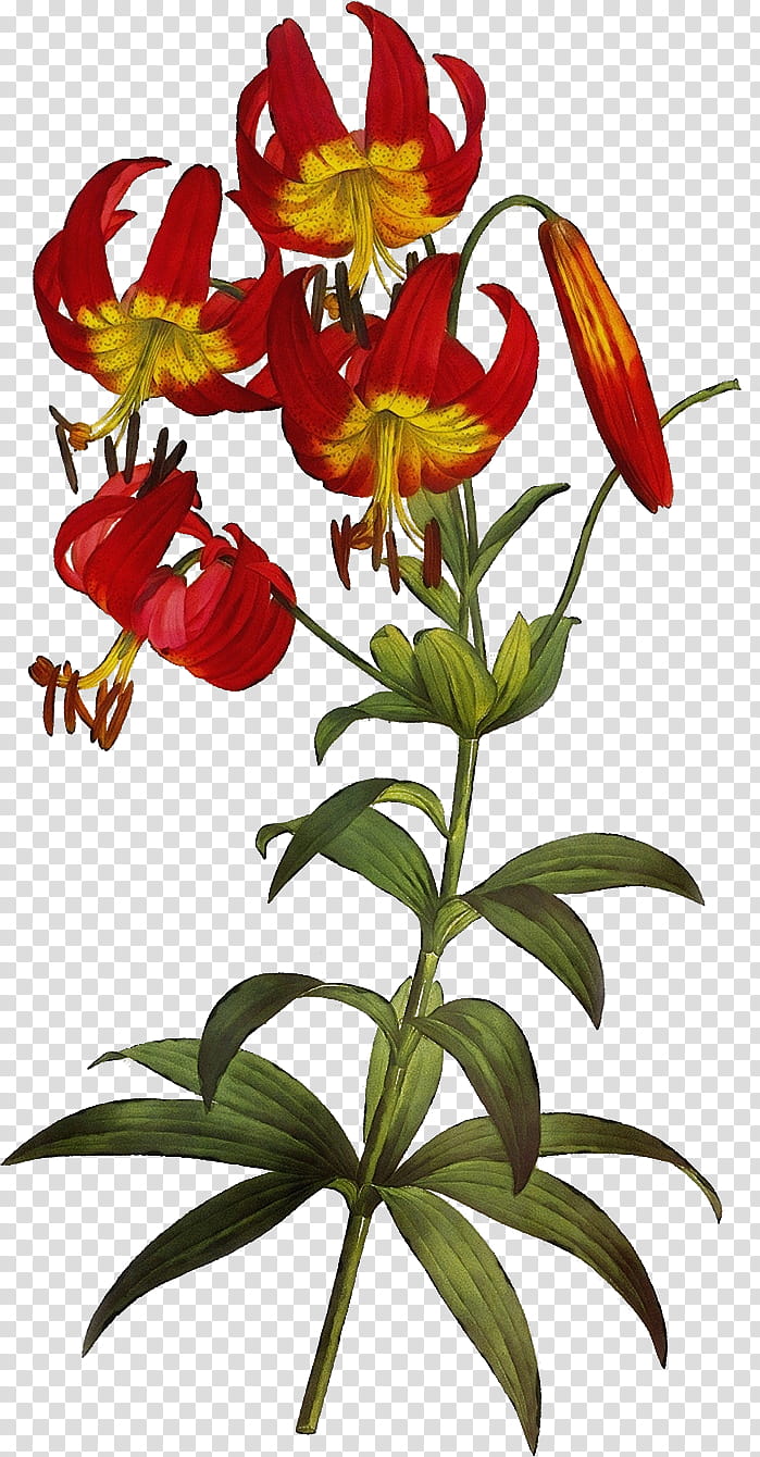 flower plant yellow canada lily lily fire lily, Watercolor, Paint, Wet Ink, Tiger Lily, Lily Family, Petal transparent background PNG clipart