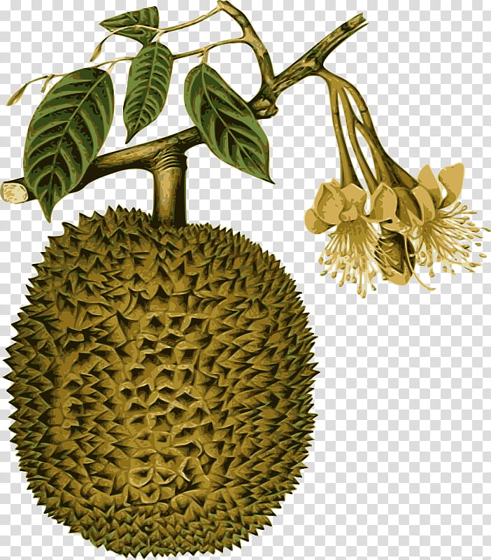 Drawing Of Family, Durio Zibethinus, Thai Cuisine, Durio Kutejensis, Fruit, Southeast Asia, Tropical Fruit, Malay Cuisine transparent background PNG clipart