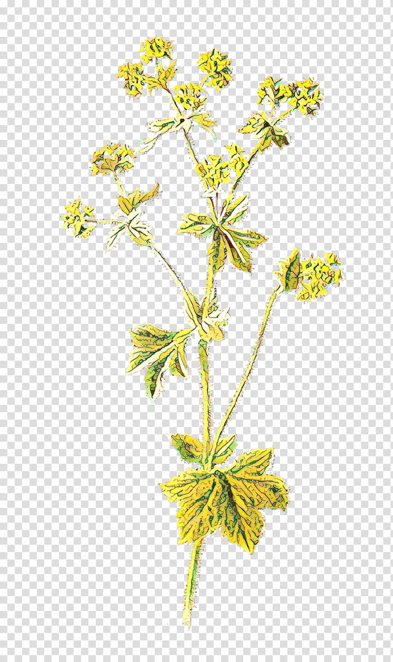 s, Flower, Drawing, Alchemilla Vulgaris, Plants, Cinquefoil, Plant Stem, Heracleum Plant transparent background PNG clipart