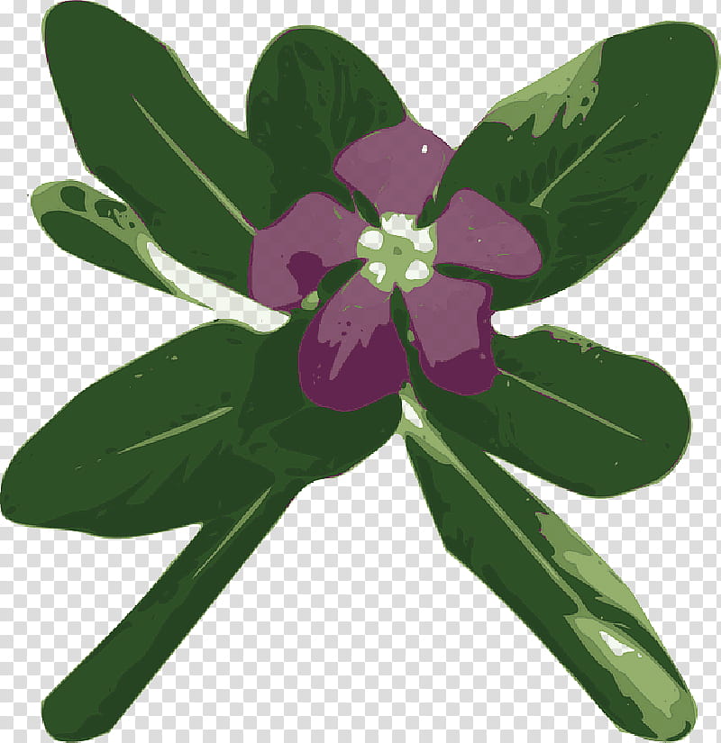 Green Leaf, Madagascar Periwinkle, Greater Periwinkle, Myrtle, Perennial Plant, Shrub, Vinca Alkaloid, Catharanthus transparent background PNG clipart