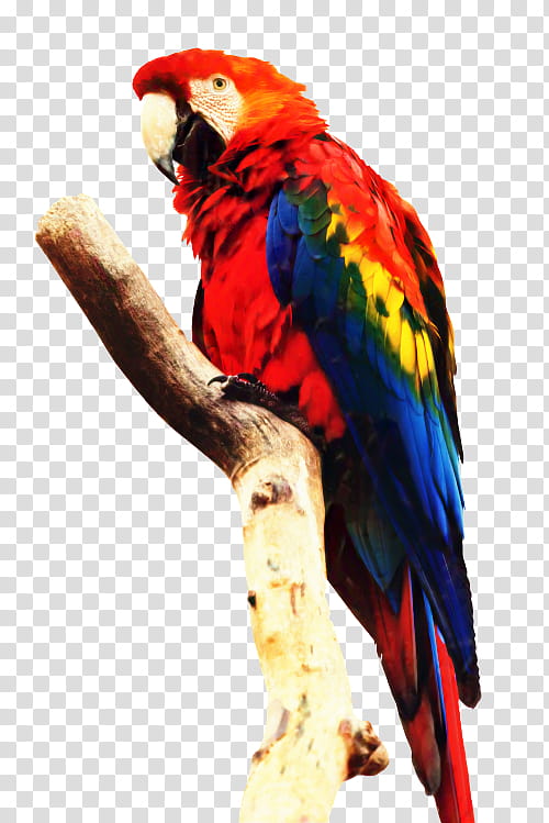 Bird Parrot, Macaw, Scarlet Macaw, Blueandyellow Macaw, Military Macaw, Bluewinged Macaw, Lovebird, Cockatiel transparent background PNG clipart