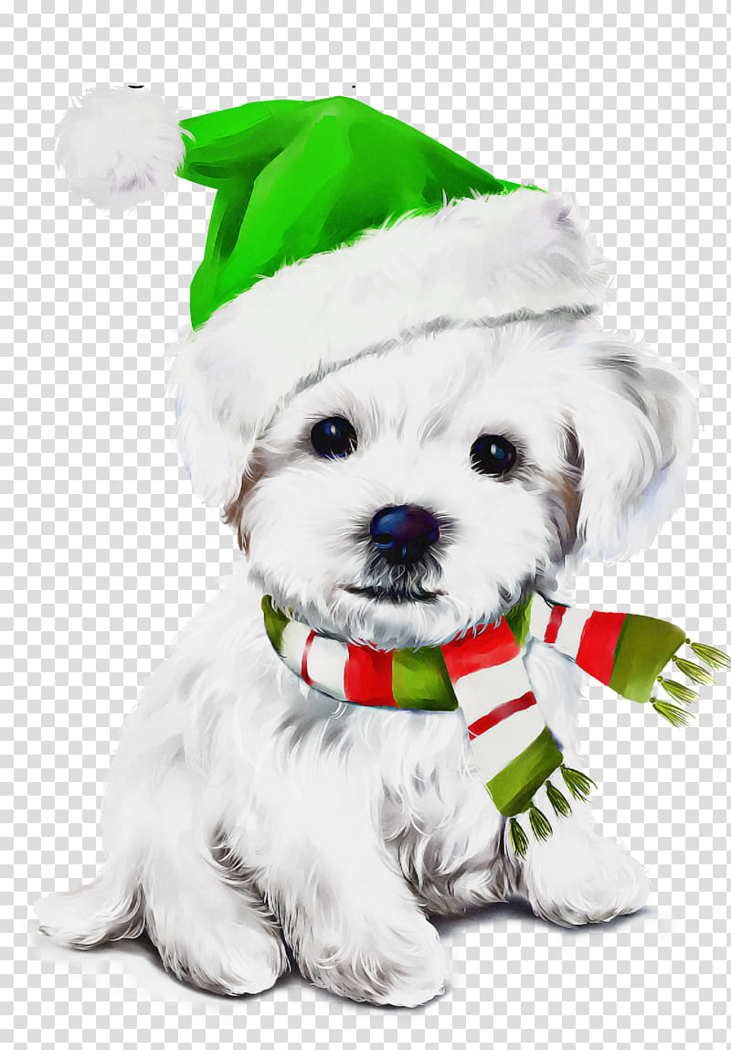 dog maltese puppy shih tzu bichon, Christmas , Lhasa Apso transparent background PNG clipart