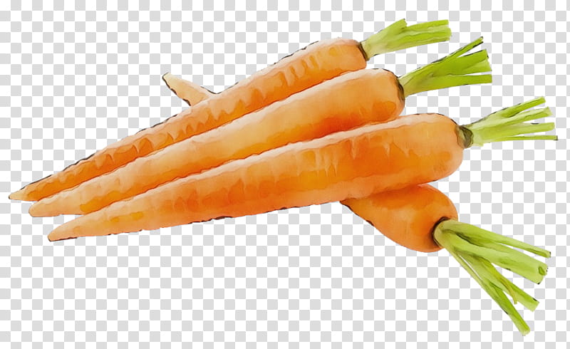 carrot vegetable food root vegetable baby carrot, Watercolor, Paint, Wet Ink, Wild Carrot, Plant, Cuisine, Ingredient transparent background PNG clipart