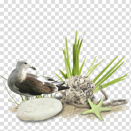 Sea Bird, Bird Nest, Plant, Grass, Seabird, Beak, Albatross, Flower transparent background PNG clipart