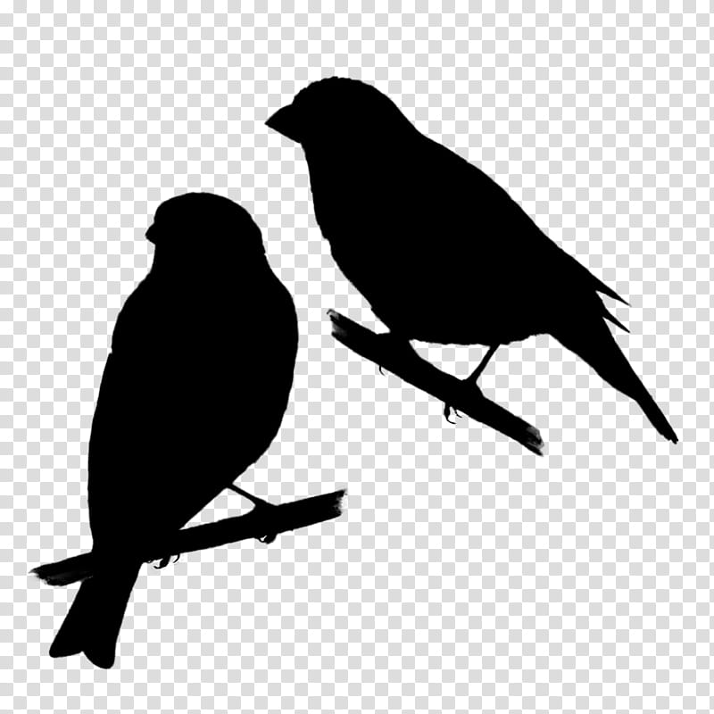 Twig, American Crow, American Sparrows, Beak, Silhouette, Common Raven, Bird, Black transparent background PNG clipart