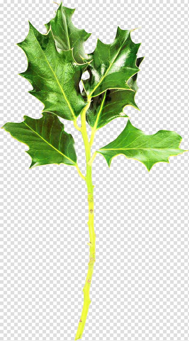 Family Tree, Branch, Plant Stem, Plane Trees, Leaf, Plants, Plane Tree Family, Flower transparent background PNG clipart