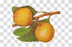 Fruit #04 transparent background PNG clipart thumbnail