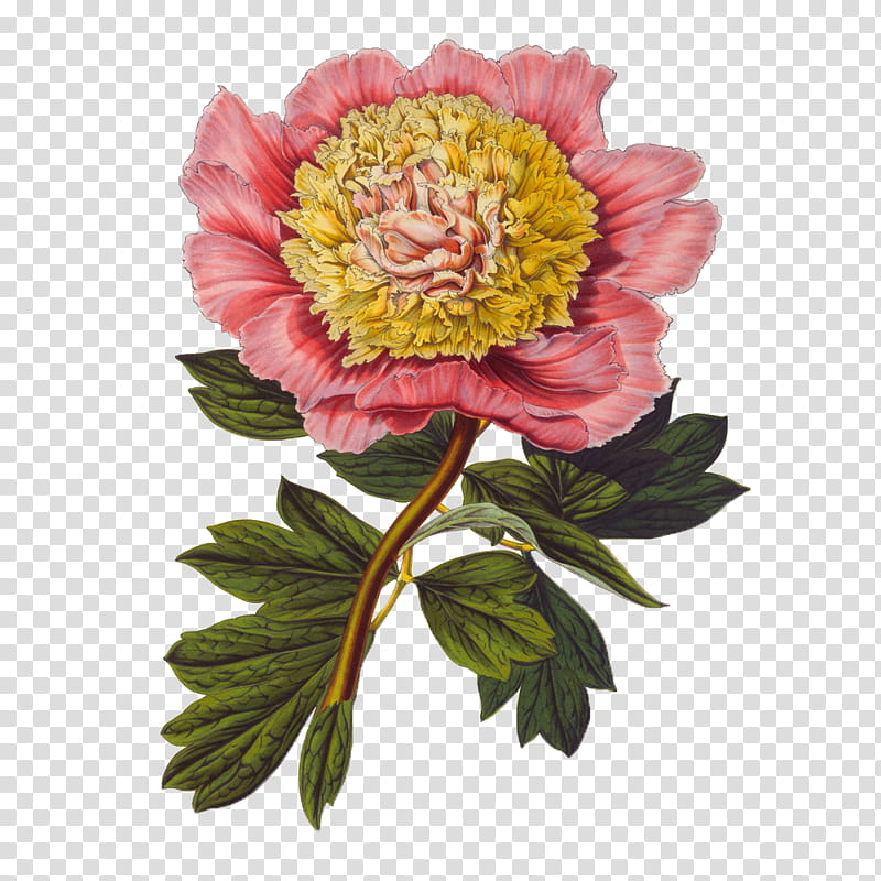 FLOWERS, red and yellow peony flower in bloom transparent background PNG clipart