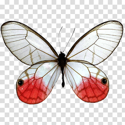 white and red butterfly illustration transparent background PNG clipart