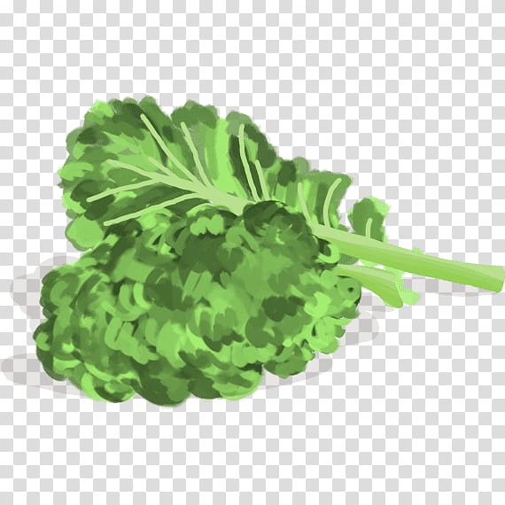 Vegetable, Chou Kale, Spring Greens, Collard Greens, Curly Kale, Rutabaga, Fruit, Parsnip transparent background PNG clipart