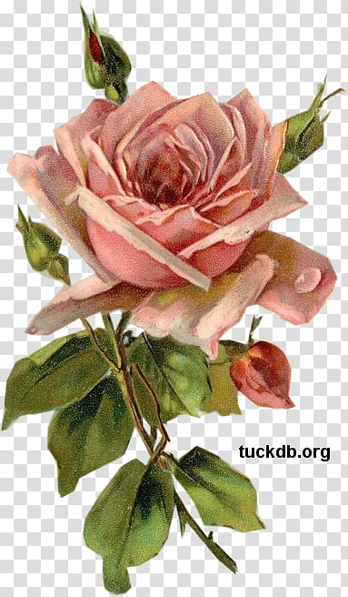 Flower Art Watercolor, Paper, Decoupage, Rose, Rice Paper, Craft, Watercolor Painting, Paper Craft transparent background PNG clipart