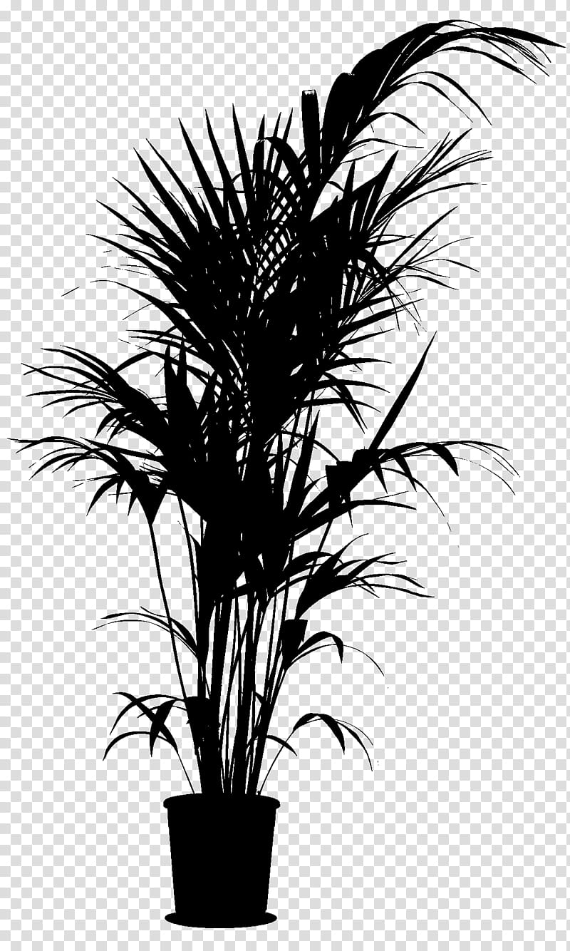 Palm Tree Drawing, Asian Palmyra Palm, Rhapis Excelsa, Palm Trees, Plants, Babassu, Leaf, Borassus transparent background PNG clipart