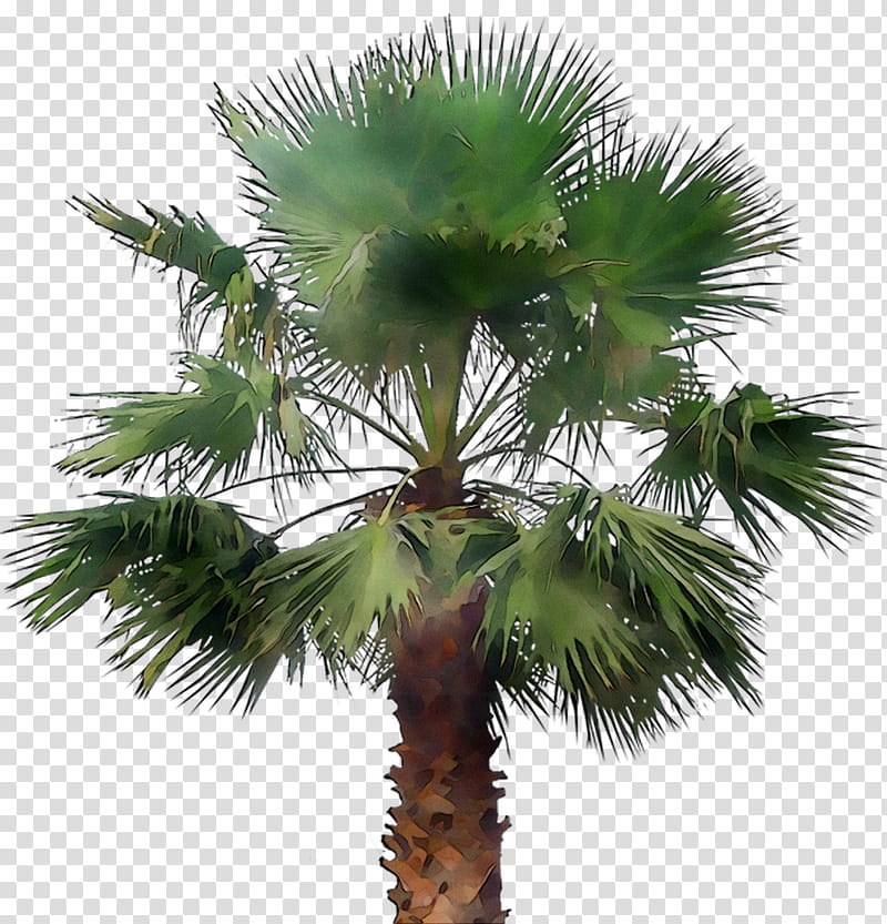 Palm Oil Tree, Asian Palmyra Palm, Babassu, Coconut, Palm Trees, Date Palm, Oil Palms, Flowerpot transparent background PNG clipart