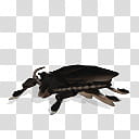 Spore creature Titan beetle transparent background PNG clipart