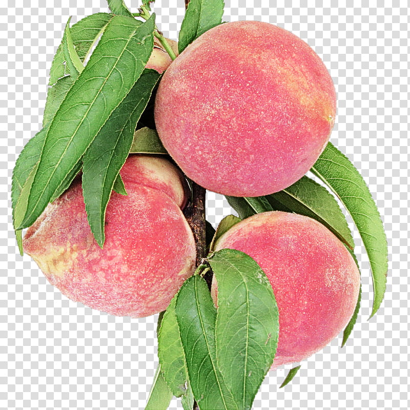 peach european plum fruit plant food, Pink, Flower, Tree, Wild Yellow Plum transparent background PNG clipart