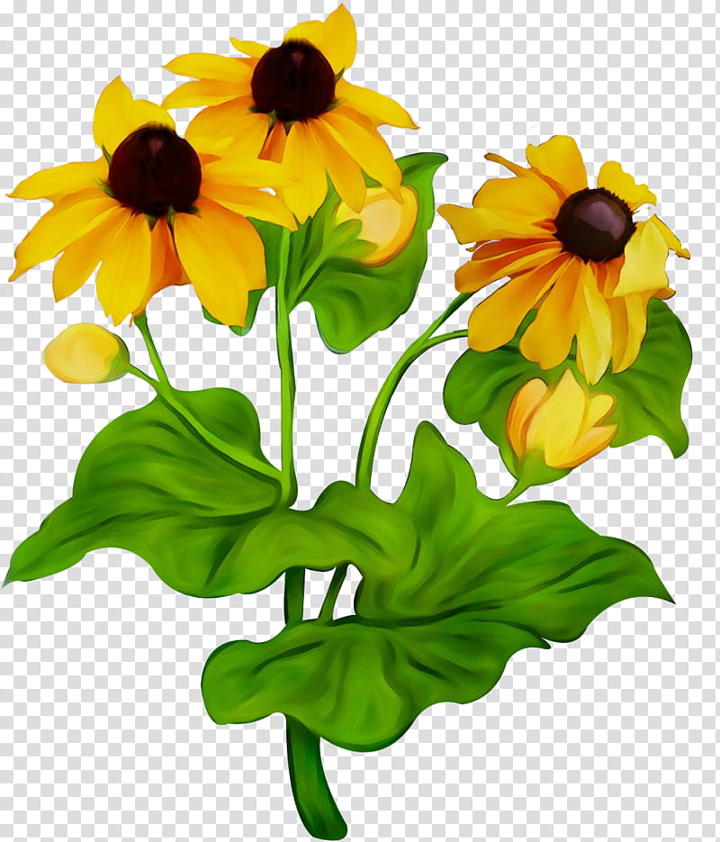 Sunflower, Watercolor, Paint, Wet Ink, Blackeyed Susan, Yellow, Plant, Petal transparent background PNG clipart