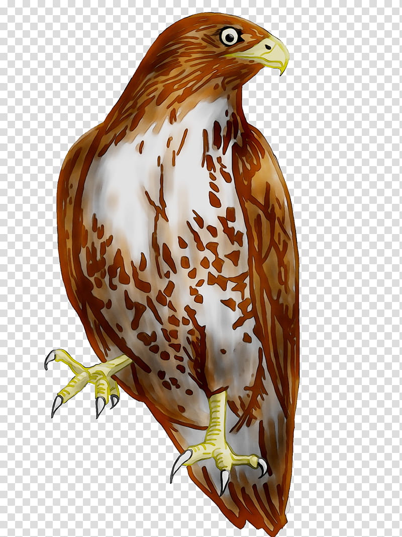 Eagle Drawing, Hawk, Coopers Hawk, Bird, Falcon, Accipitridae, Spizaetus, Peregrine Falcon transparent background PNG clipart