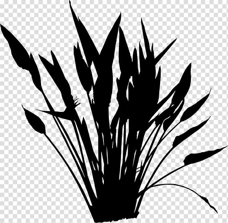 Family Tree Silhouette, Strelitzia Nicolai, Grasses, Birdofparadise, Leaf, Plants, Black, Plant Stem transparent background PNG clipart
