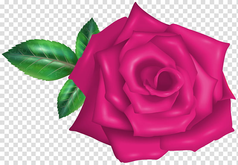 Flowers, Garden Roses, Cabbage Rose, Pink, Frames, Tulip, Floribunda, Petal transparent background PNG clipart