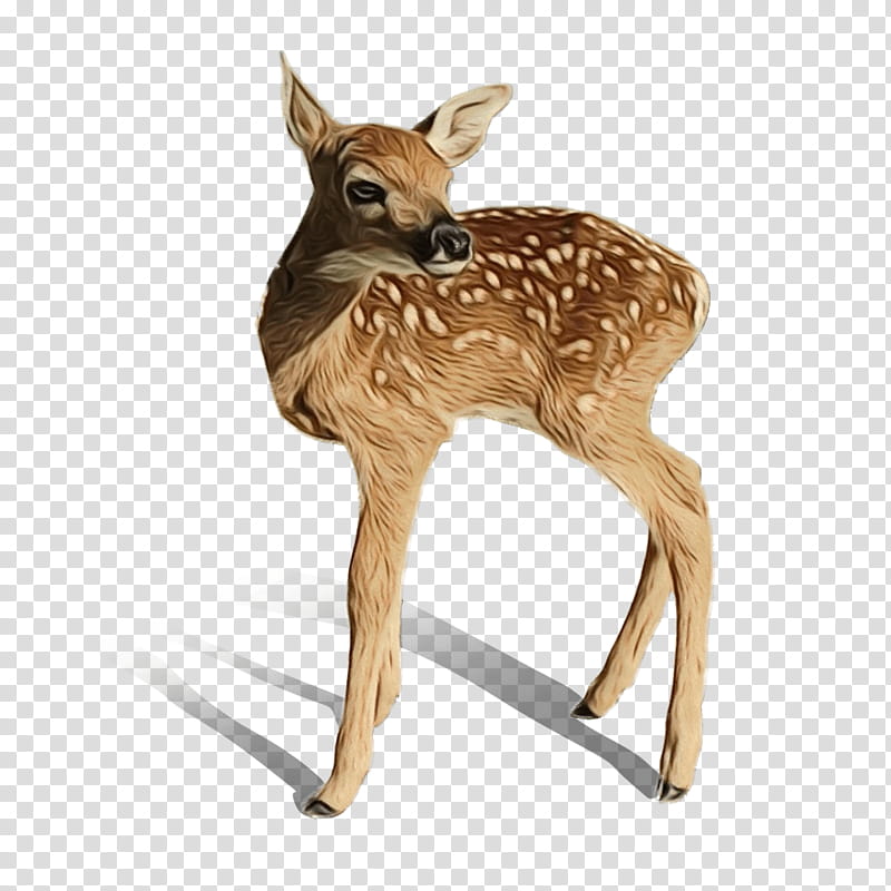Animal, Whitetailed Deer, Moschus, Antler, Roe Deer, Wildlife, Fawn, Animal Figure transparent background PNG clipart