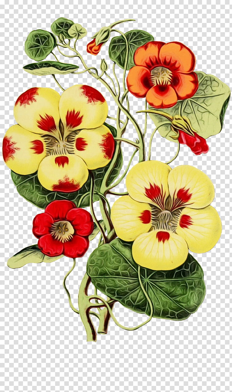 flower hawaiian hibiscus plant pansy wild pansy, Watercolor, Paint, Wet Ink, Petal transparent background PNG clipart