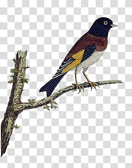 black, yellow, and brown bird perching on brown twig transparent background PNG clipart