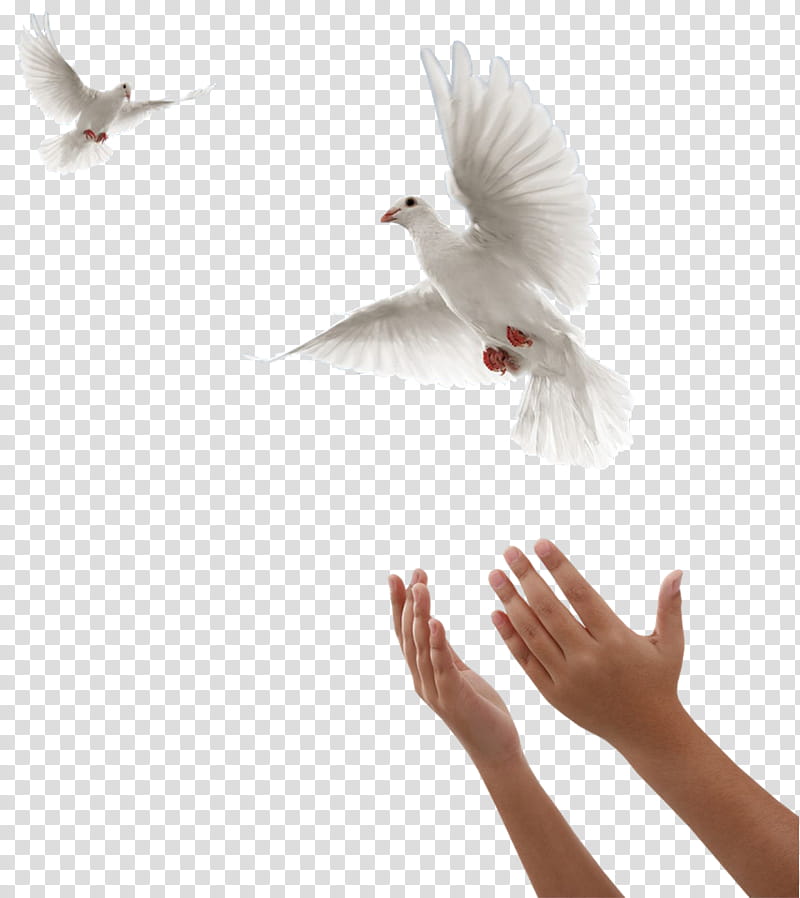 Love Bird, Feather, Ben Yoruldum Hayat, Picmix, Gesture, Beak, Wing, Pigeons And Doves transparent background PNG clipart