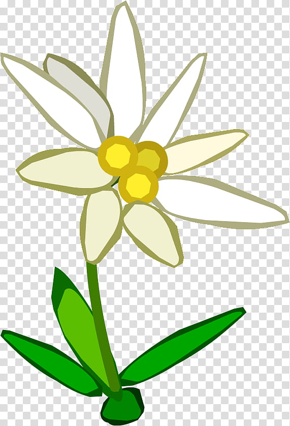 Black And White Flower, Edelweiss, Drawing, Yellow, Flora, Plant, Petal, Cut Flowers transparent background PNG clipart