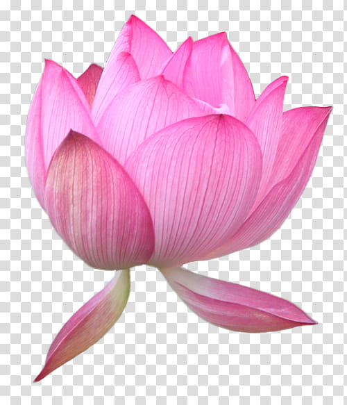 pink lotus flower in bloom transparent background PNG clipart