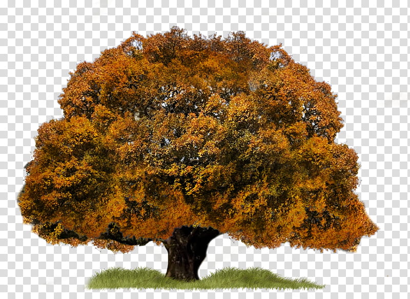 Tree, brown tree illsutration transparent background PNG clipart