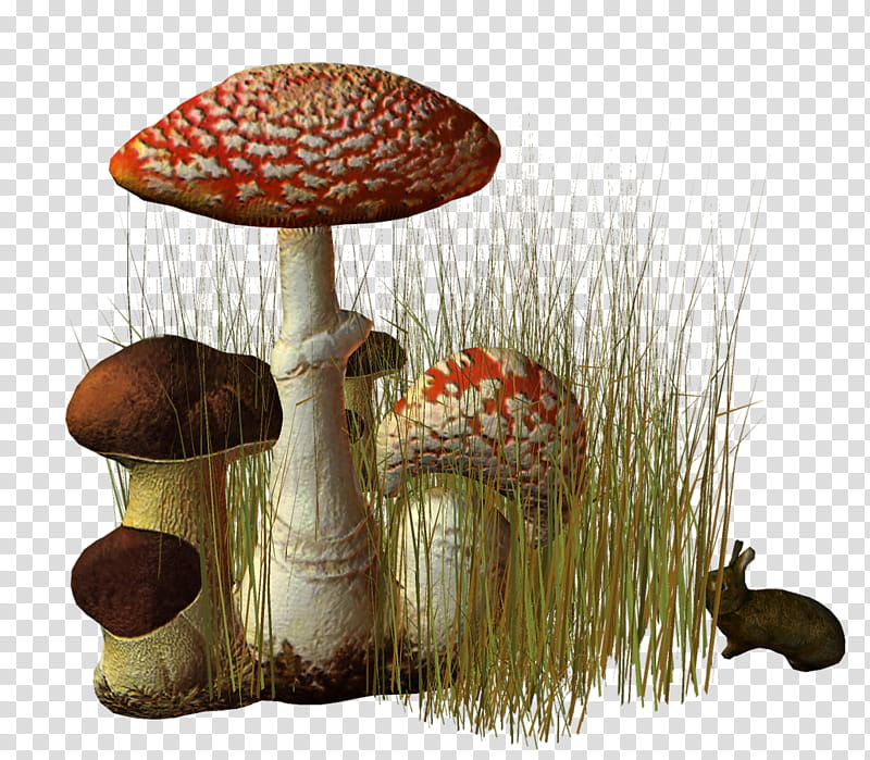 Honey, Fungus, Mushroom, Edible Mushroom, Oyster Mushroom, Pleurotus Eryngii, Blog, Honey Fungus transparent background PNG clipart