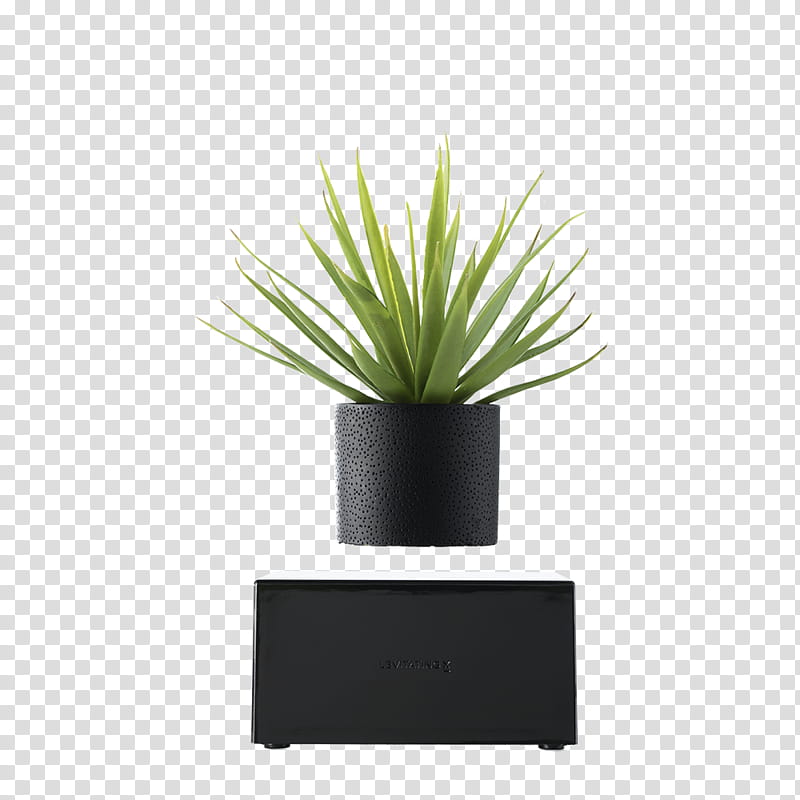 Black And White Flower, Vase, Houseplant, Decorative Vase, Black Vase, Plants, Flowerpot, Ornament transparent background PNG clipart